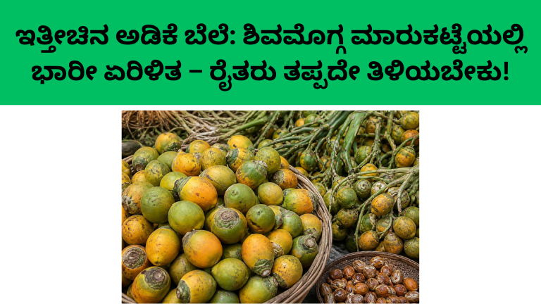 ಇತ್ತೀಚಿನ ಅಡಿಕೆ ಬೆಲೆ: ಶಿವಮೊಗ್ಗ ಮಾರುಕಟ್ಟೆಯಲ್ಲಿ ಭಾರೀ ಏರಿಳಿತ – ರೈತರು ತಪ್ಪದೇ ತಿಳಿಯಬೇಕು!